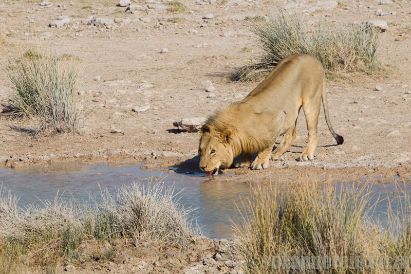 Lion, Salvadora waterhole, Etosha National Park, Namibia