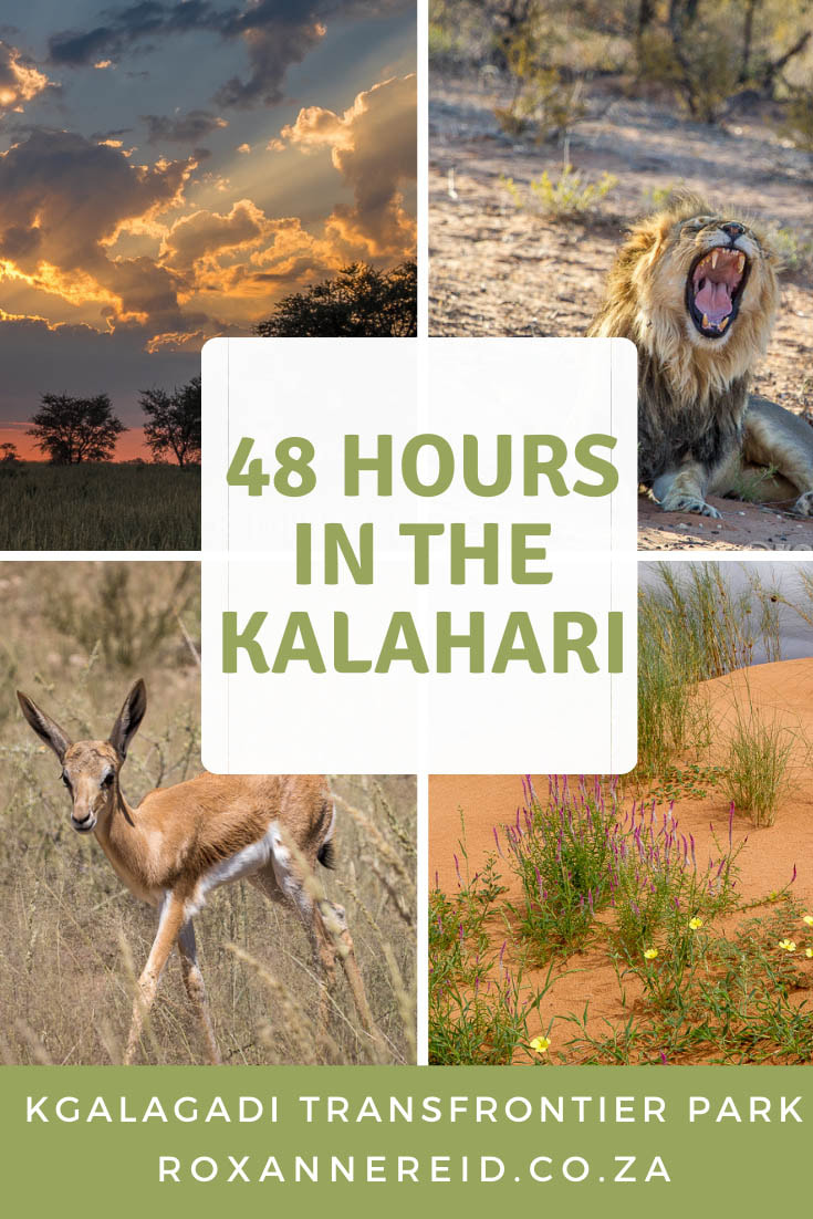 48 hours in the Kalahari, Kgalagadi Transfrontier Park, South Africa