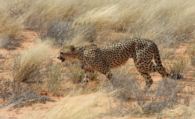 Kalahari cheetah