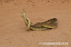 Puff adder, Kgalagadi Transfrontier Park, snakes