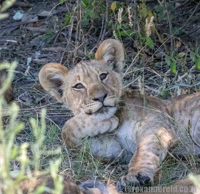 Lion cub at Selinda Reserve, Linyanti