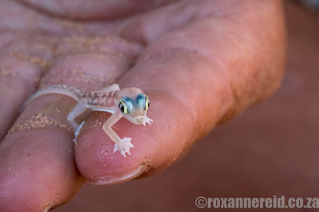 Palmato gecko, Namibia