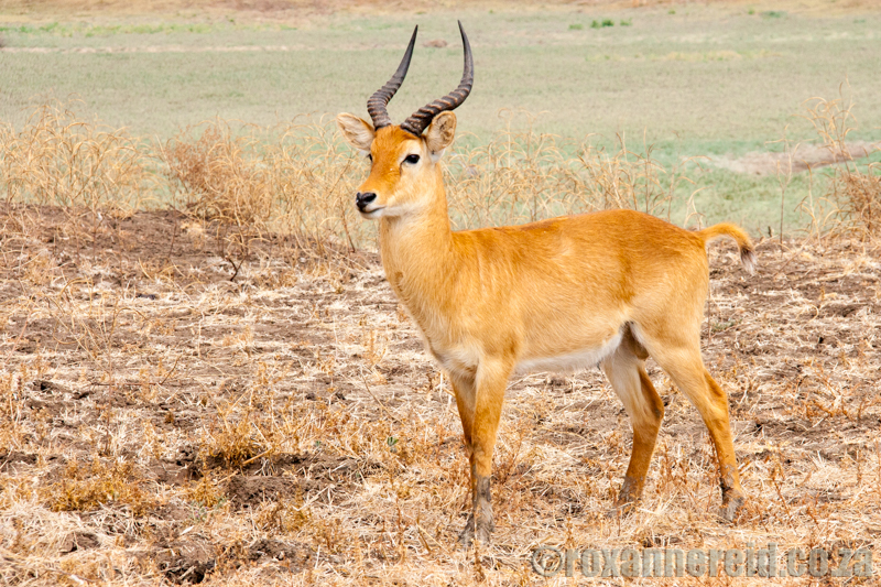 Puku antelope, South Luangwa National Park, Zambia