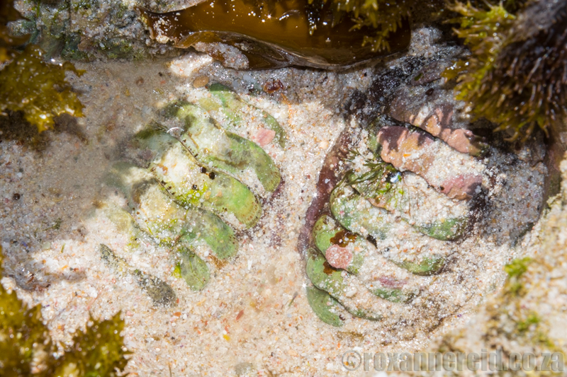 Giant chiton, De Hoop Nature Reserve