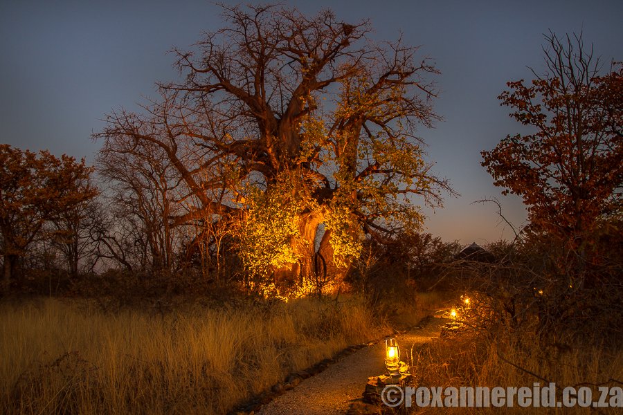 Planet Baobab, Mkgadikgadi, Botswana