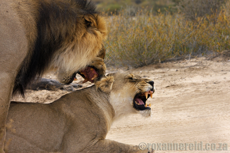 Mating lions, Kgalagadi Transfrontier Park