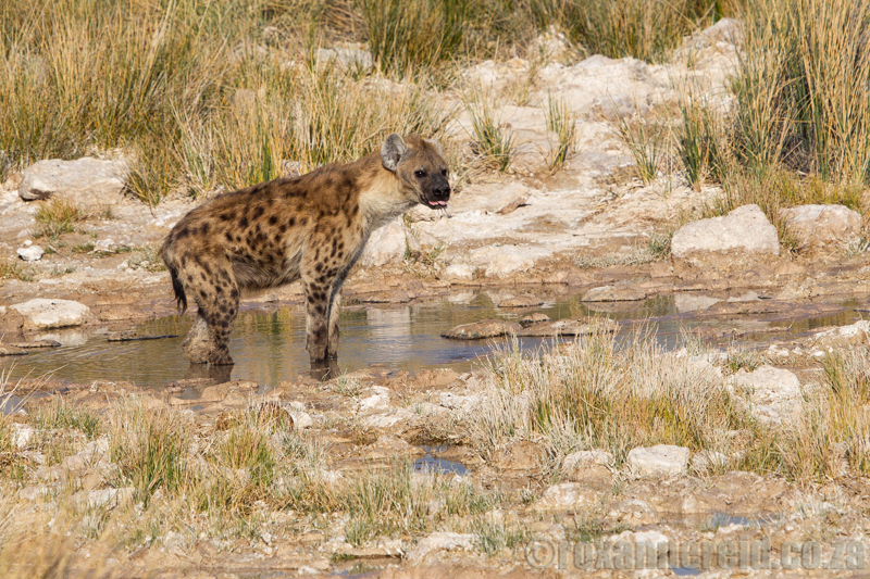 Spotted hyena, Charitsaub waterhole, Etosha National Park, Namibia