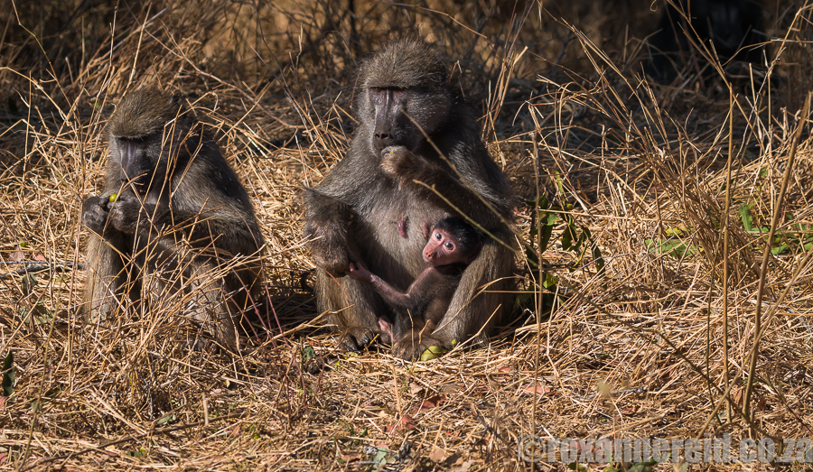 Young baboon, Kruger National Park