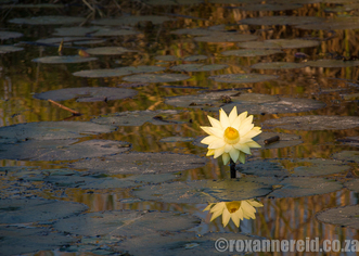 PictureWater lily, Kwando River, Namibia
