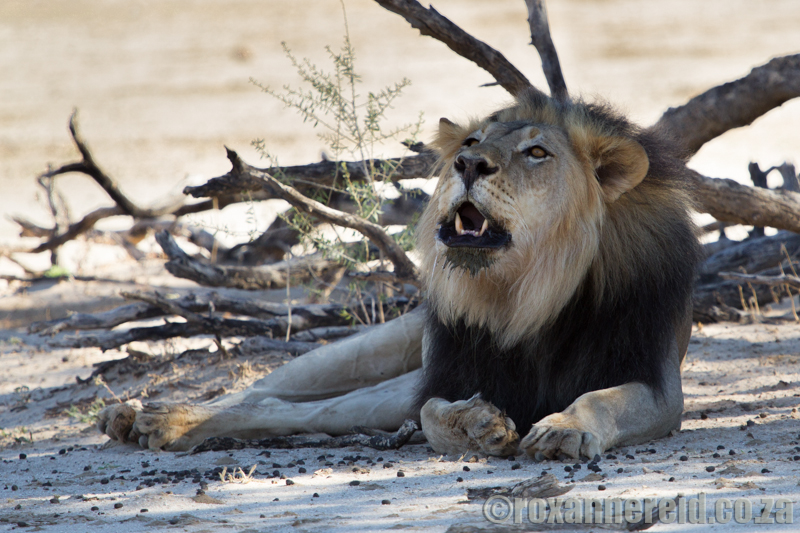 Roaring lion, Kgalagadi Transfrontier Park