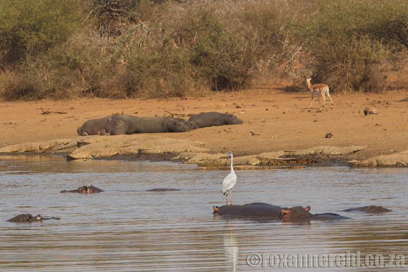 Hippos and crocs, Sunset Dam, Kruger National Park