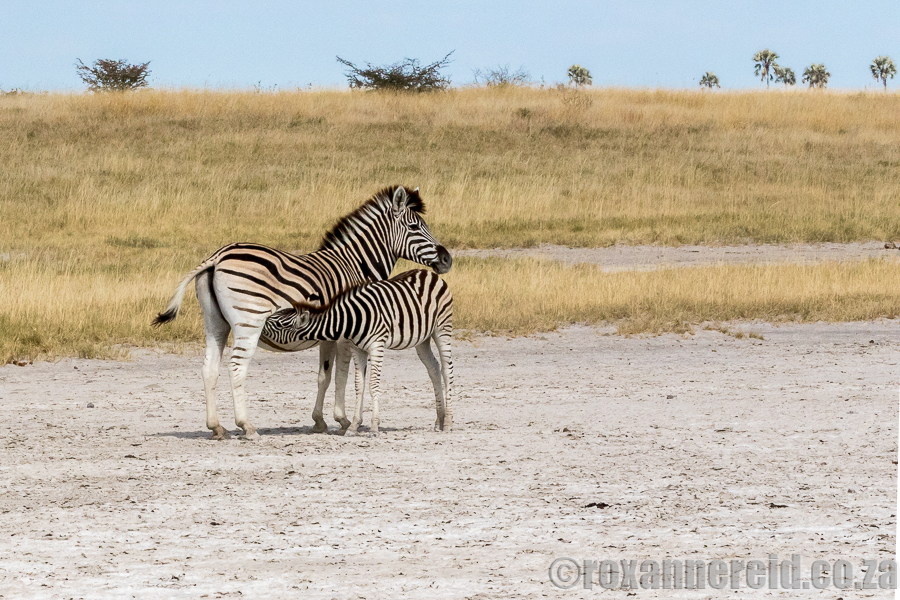 Zebras, Mkgadikgadi, Botswana