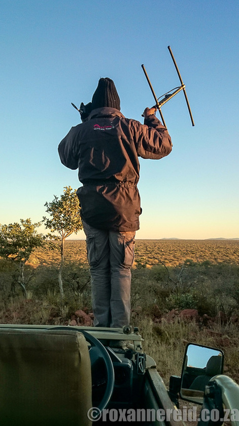 Leopard tracking, Okonjima Nature Reserve, Namibia