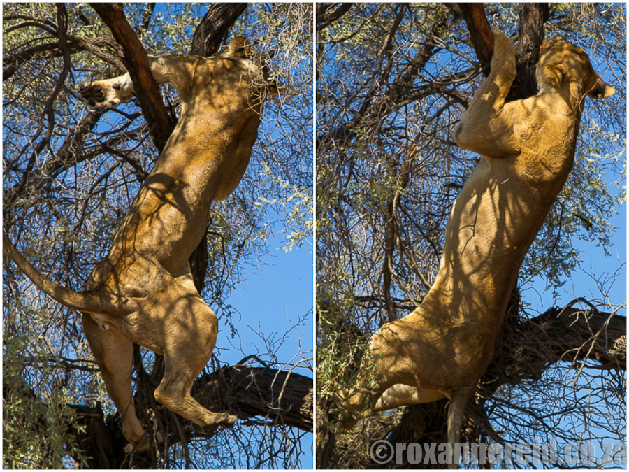 Tree-climbing lions,  Kgalagadi Transfrontier Park