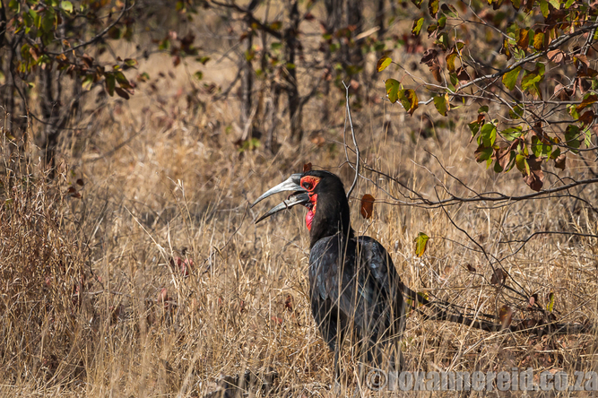 Ground hornbill, Kruger National Park
