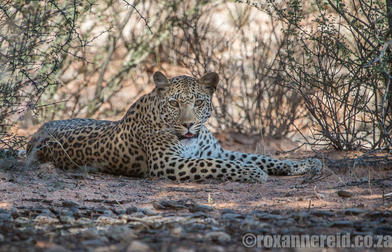 Leopard. Kgalagadi Transfrontier Park