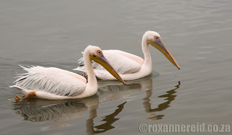 Great white pelicans, West Coast