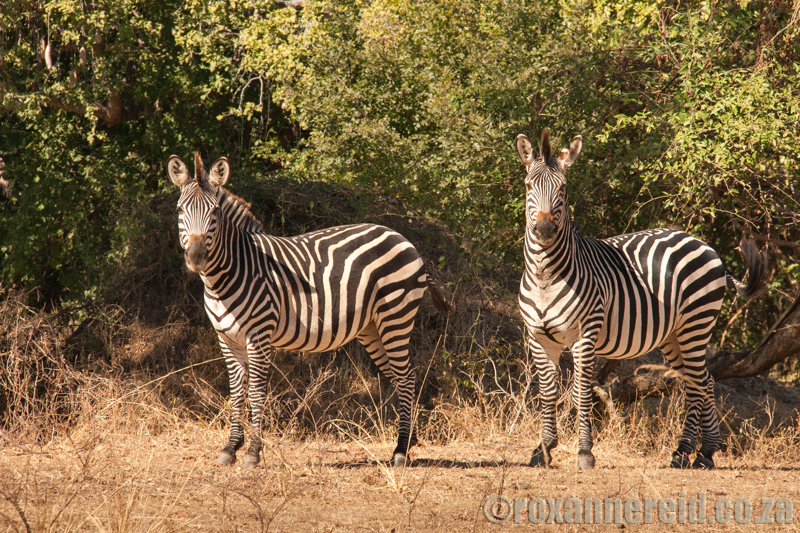 Crawshay's zebra, South Luangwa National Park, Zambia