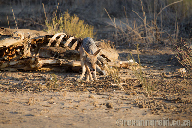 Jackal with eland carcass, Kgalagadi Transfrontier Park