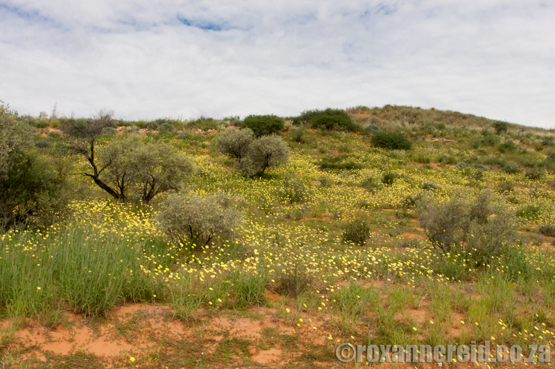 Sand dune with wild flowers, Kgalagadi Transfrontier Park