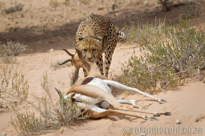 Cheetah kills springbok giving birth, Kgalagadi Transfrontier Park