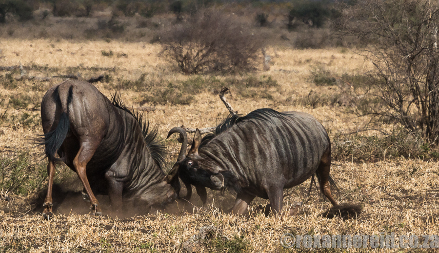 fighting wildebeest, Kruger National Park