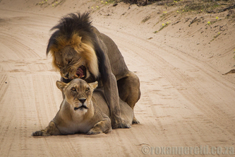 Mating Kgalagadi lions