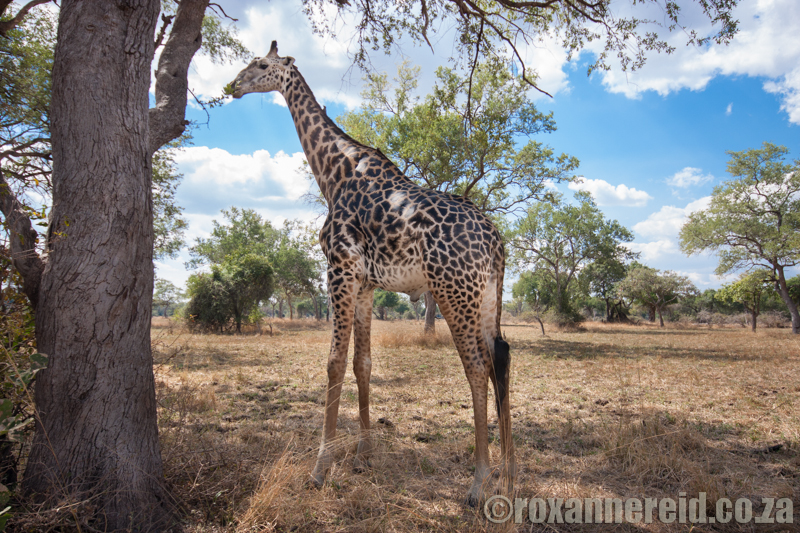 Thornicroft's giraffe, South Luangwa National Park, Zambia