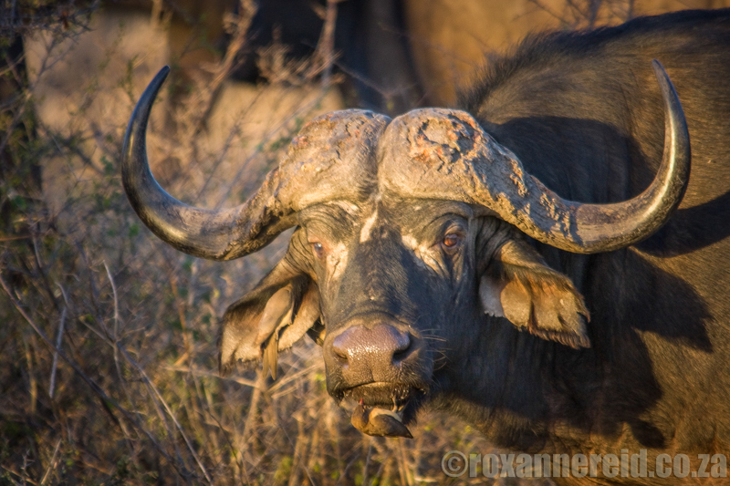 Buffalo, Kruger Park