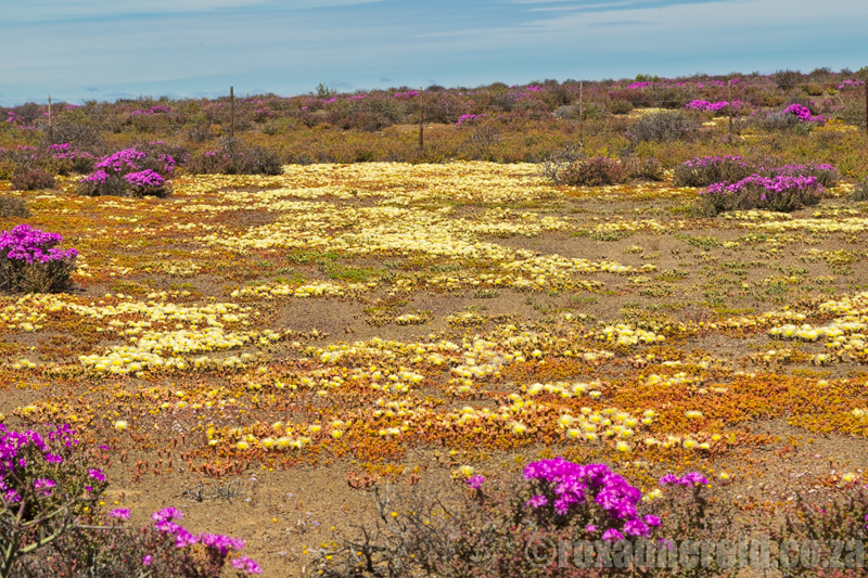 Flowers in the Tankwa Karoo National Park