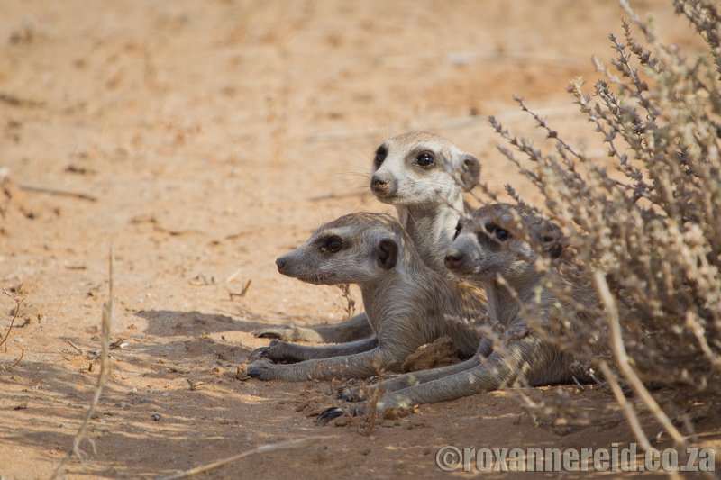Meerkat, Kgalagadi Transfrontier Park