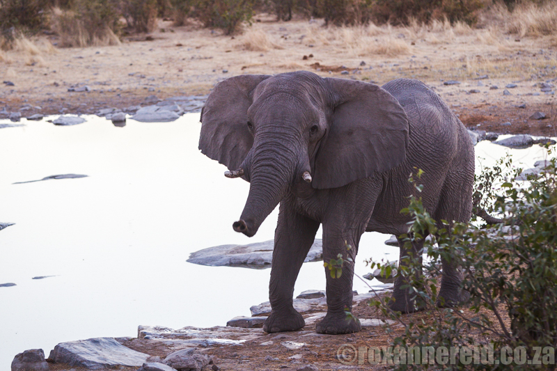 Elephant, Moringa waterhole, Halali, Etosha