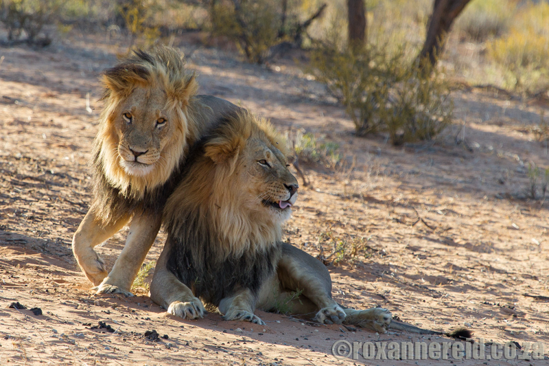 Lions, Kgalagadi Transfrontier Park