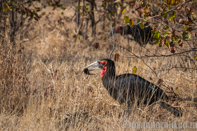 Ground hornbill, Kruger National Park