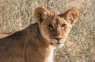 Lion at at Polentswa, Kgalagadi Transfrontier Park