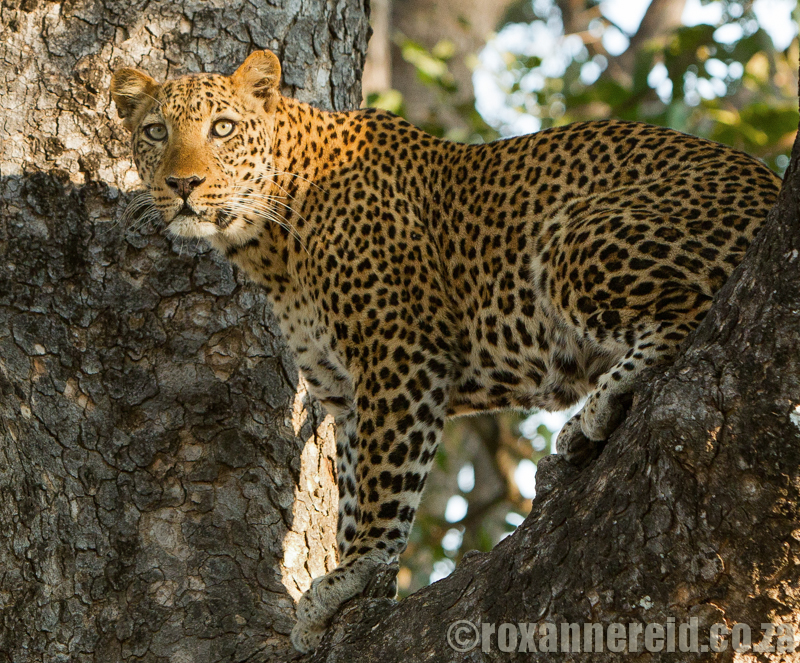Leopard, South Luangwa National Park, Zambia