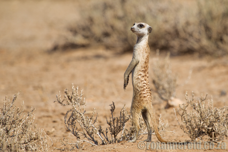 Meerkat standing guard, Kgalagadi Transfrontier Park