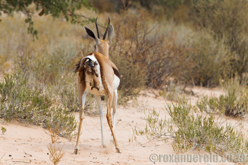 Springbok giving birth, Kgalagadi Transfrontier Park