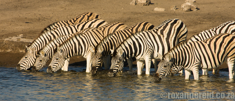 Zebra at a waterhole in Africa