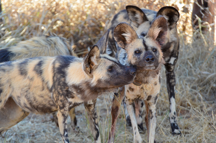PictureWild dogs, AfriCat, Okonjima, Namibia