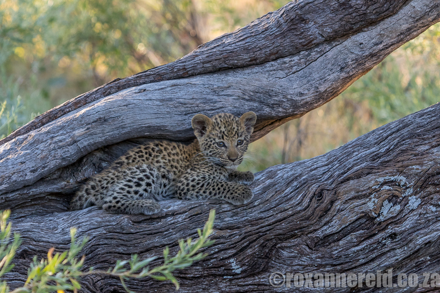 Leopard cub, Chitabe Lediba, Okavango Delta, Botswana