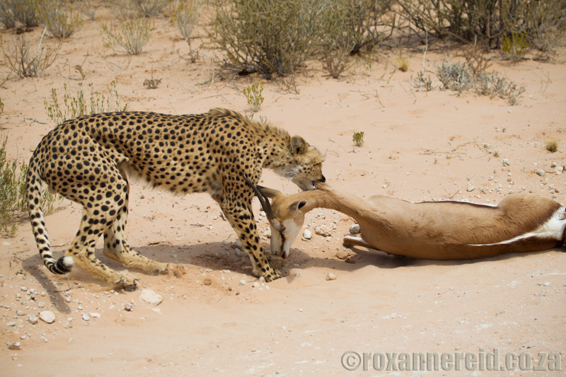 Cheetah kills springbok, Kgalagadi Transfrontier Park