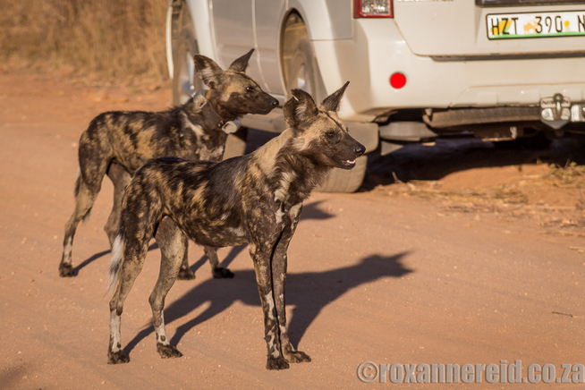 Wild dogs, Kruger National Park