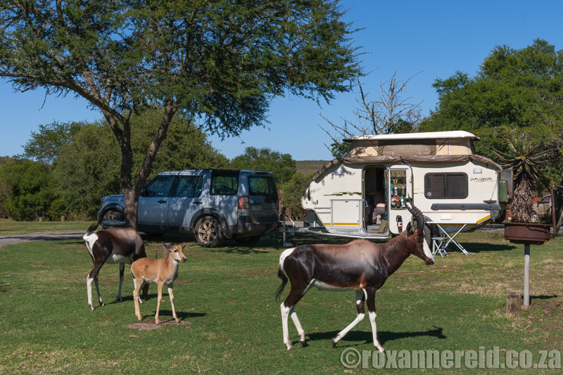 Bontebok National Park, campsite