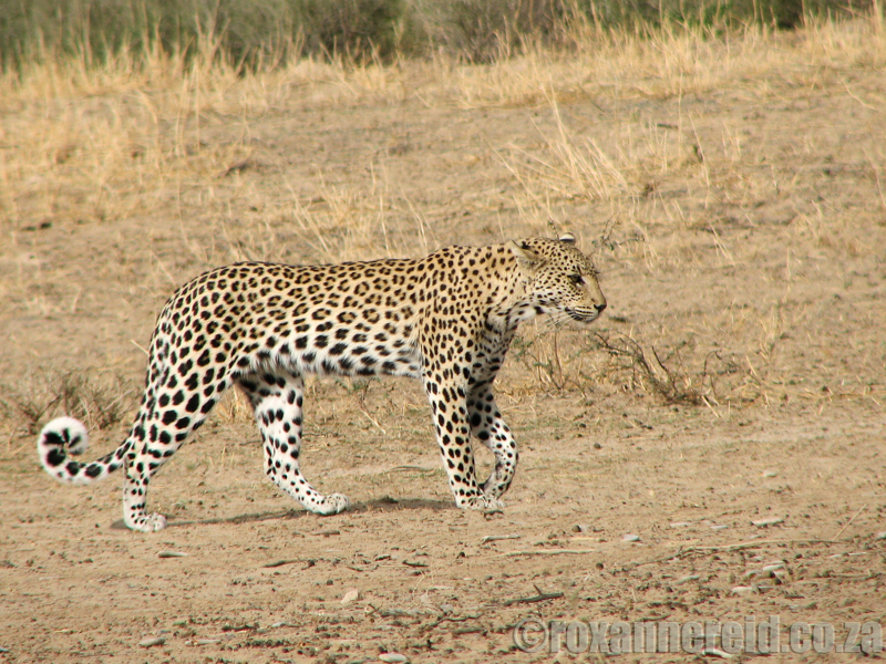 Leopard, Kgalagadi Transfrontier Park