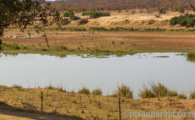 Shimuwini Bushveld Camp, Kruger National Park