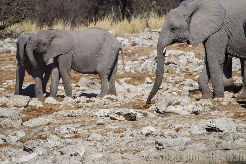 Elephant at Kalkheuwel, Etosha National Park, Namibia