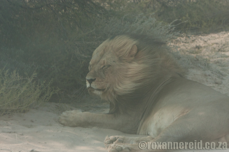 Lion in a dust storm, Kgalagadi Transfrontier Park