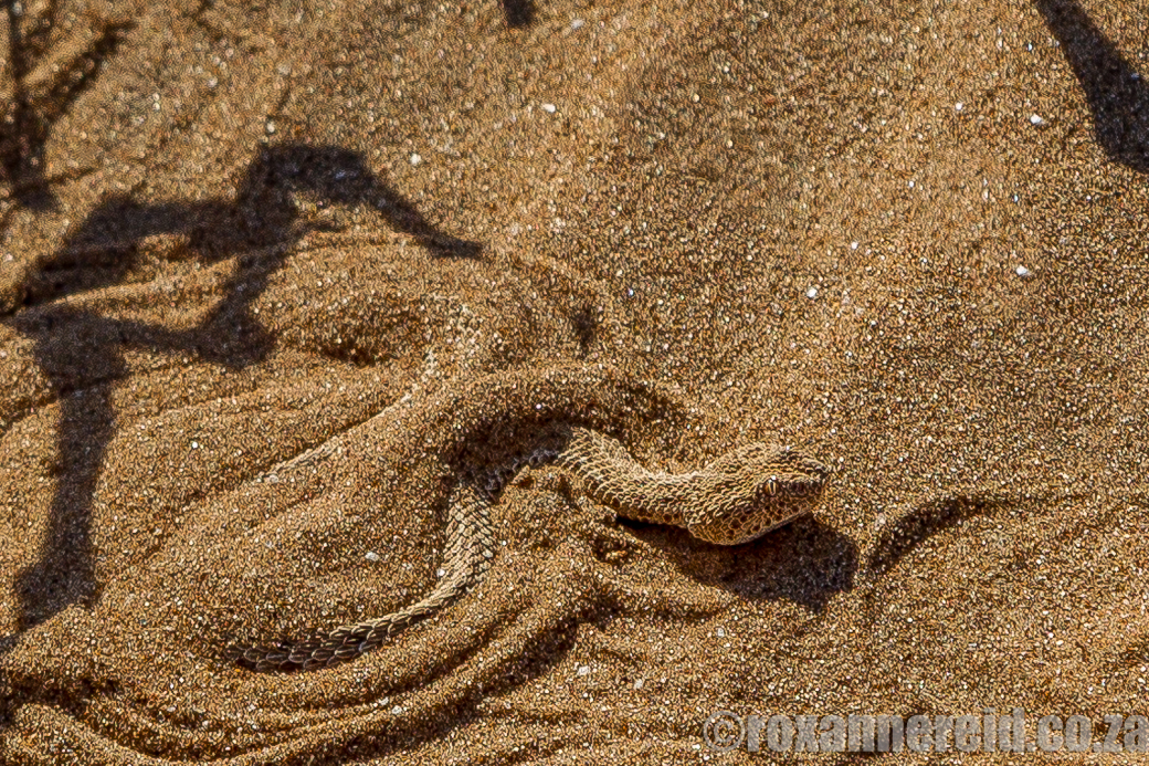 Swakopmund dune creatures