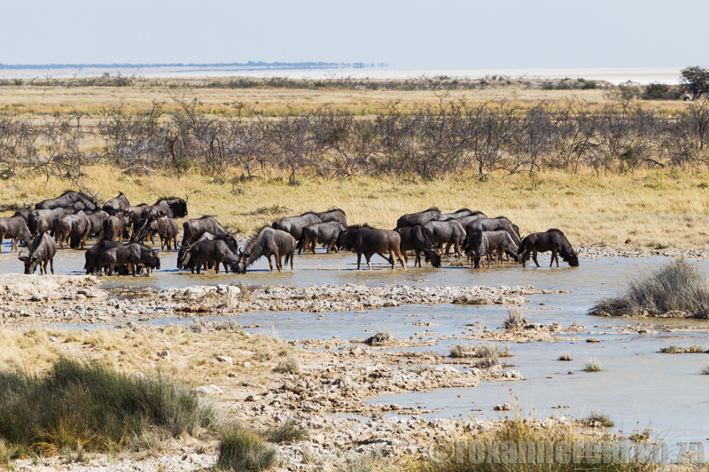 Wildebeest, Charitsaub waterhole, Etosha National Park, Namibia